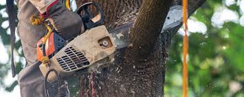 Best Storm Damage Tree Cleanup  in Decordova, TX