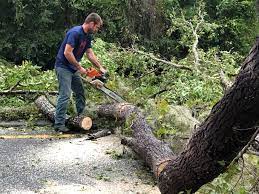 Trusted Decordova, TX Tree Care  Experts