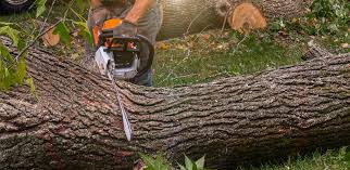 Best Commercial Tree Services  in Decordova, TX