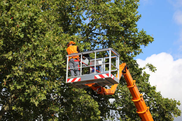 Best Palm Tree Trimming  in Decordova, TX