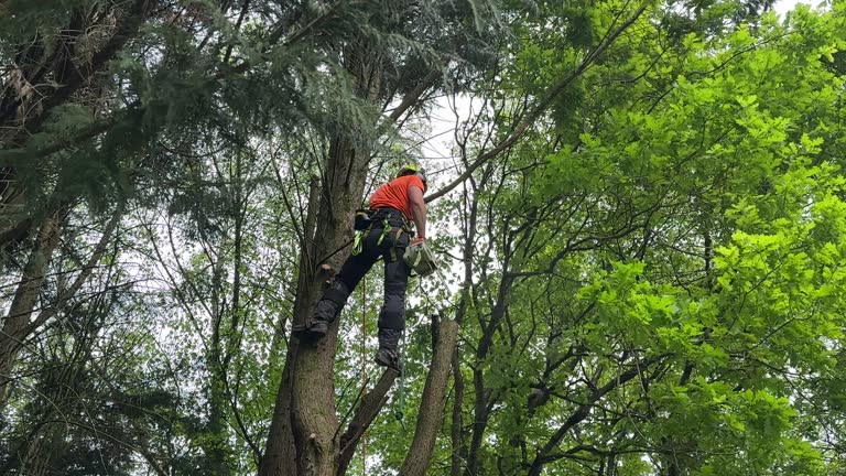 Mulching Services in Decordova, TX