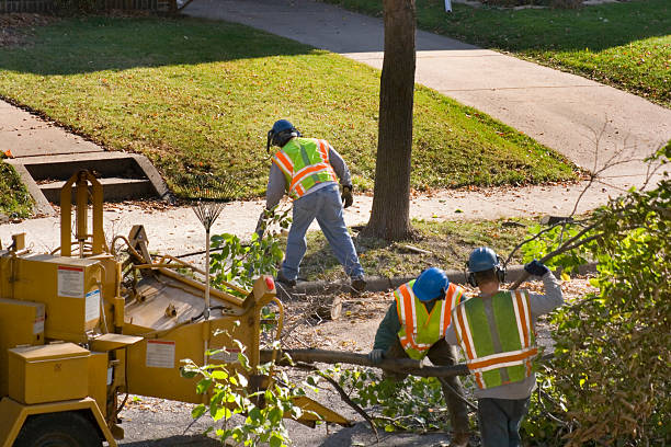 Best Stump Grinding and Removal  in Decordova, TX