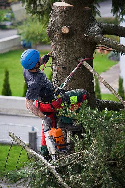 Best Tree Trimming and Pruning  in Decordova, TX