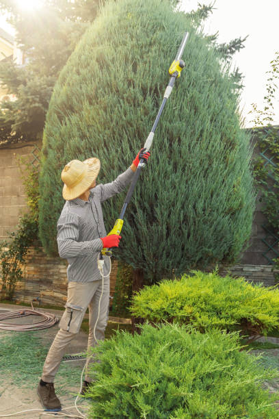 Best Hedge Trimming  in Decordova, TX