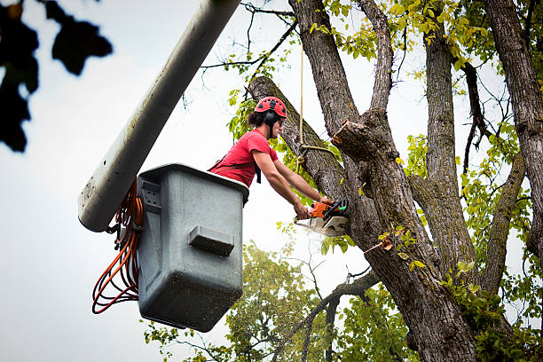 Best Tree Disease Treatment  in Decordova, TX